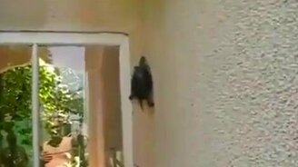 Настоящая черепашка-ниндзя - смотреть видео (1:00)