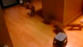 Опасная свора собак - смотреть видео (1:02)