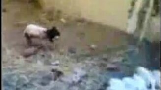 Овца сатана - смотреть видео (0:44)