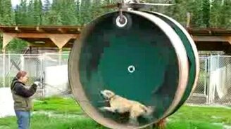 Как белка в колесе - смотреть видео (0:37)