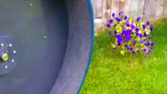 Бенгальская кошечка в колесе - смотреть видео (0:51)