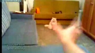 Телепатия существует! - смотреть видео (0:14)