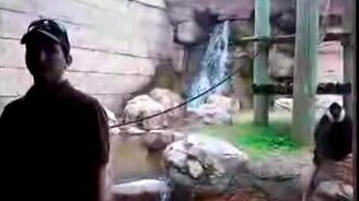 Неожиданность от обезьянки - смотреть видео (0:33)