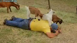 Массаж козлятами - смотреть видео (1:20)