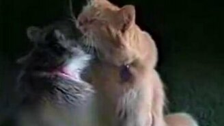 Кошки делятся любовью - смотреть видео (0:29)