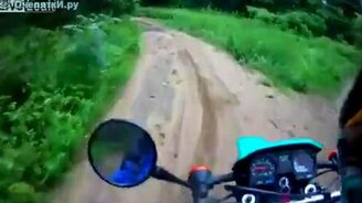 Внезапно на лесной дороге - смотреть видео (0:38)