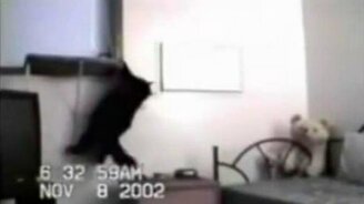 Забавные моменты с кошечками - смотреть видео (2:58)