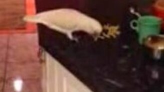 Попугай кормит пса со стола - смотреть видео (0:54)