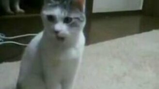 Громогласный кошак - смотреть видео (0:34)