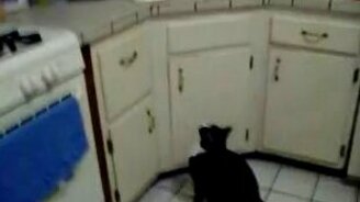 Голодный и толстый кот - смотреть видео (0:45)