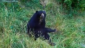 Медведь смачно чешется - смотреть видео (1:24)