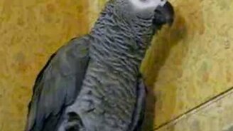 Споём!? - смотреть видео (0:16)