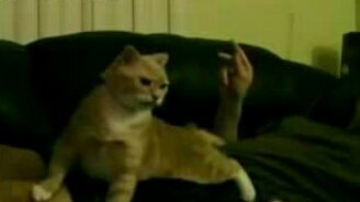 Кот трололо - смотреть видео (0:52)