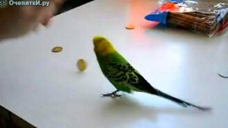 Любитель разбрасываться деньгами - смотреть видео (1:11)