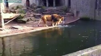 Львам повезло с обедом - смотреть видео (1:23)