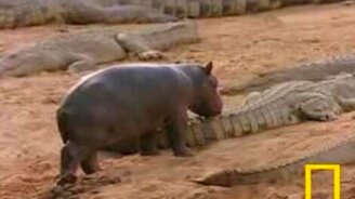 Гроза крокодилов - смотреть видео (1:33)