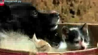 Собака приютила котят - смотреть видео (1:09)