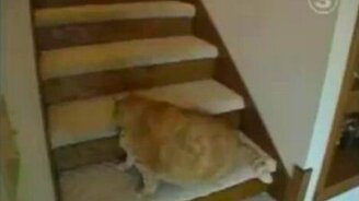 Самый толстый кот в мире - смотреть видео (0:42)