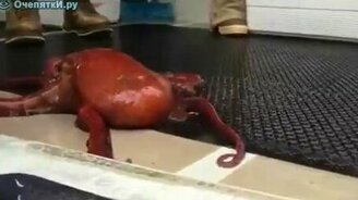 Побег осьминога - смотреть видео (1:07)