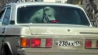 Забавный пассажир - смотреть видео (0:12)