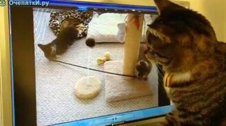 Котята потерялись - смотреть видео (2:20)