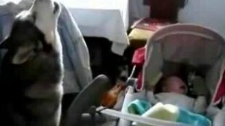 Собака нянька - смотреть видео (1:35)