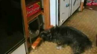 Пёс прячет батон в свою норку - смотреть видео (1:47)