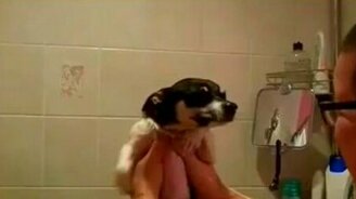 Инертный пёсик - смотреть видео (1:08)