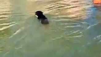 Кошка в море - смотреть видео (1:11)