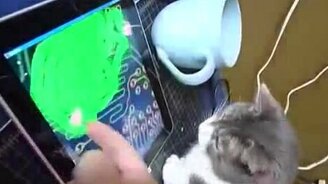 Крутая игрушка для котяры - смотреть видео (2:19)