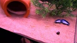 Рыбки охотятся за лазером - смотреть видео (0:52)