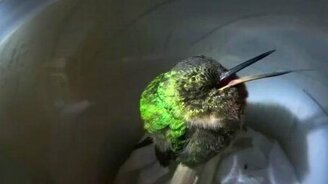 Как храпит колибри - смотреть видео (0:46)