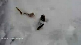 Большой любитель сснежных сугробов - смотреть видео (0:35)