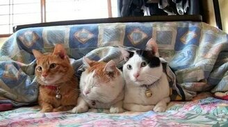 Замучали сонного кота - смотреть видео (0:58)