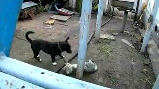 Активная битва во дворе - смотреть видео (2:38)