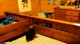 Впервые увидела хомяка - смотреть видео (0:31)