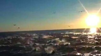 Огромная стая дельфинов - смотреть видео (1:39)