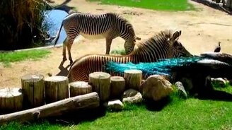 Хочу такой же хвост! - смотреть видео (0:32)