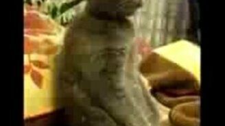 Котяра в шоке от Звёздных войн - смотреть видео (1:37)