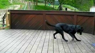 Закидали пса мячиками - смотреть видео (0:25)