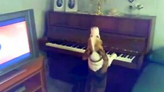 Пёс от рождения музыкант - смотреть видео (0:48)