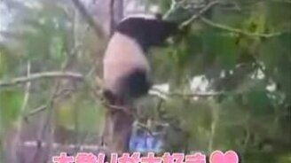 Панда кунфу - смотреть видео (1:01)