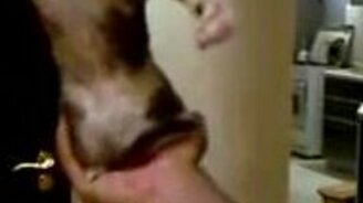 Кот держится на задних лапах - смотреть видео (0:40)