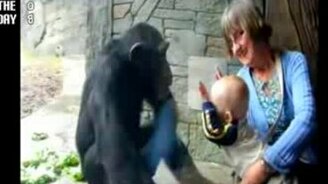 Шимпанзе атакует - смотреть видео (0:25)