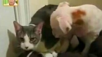 Кот побил собаку - смотреть видео (0:25)