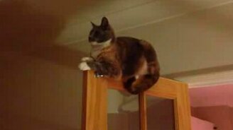 Дверной паркурист - смотреть видео (0:41)