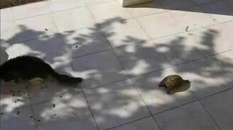 Смелая и быстрая черепаха - смотреть видео (0:53)