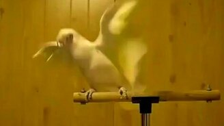 Дабстеп от попугая - смотреть видео (2:42)