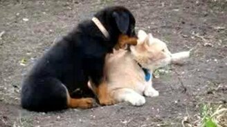 Щенок треплет кошку - смотреть видео (1:39)