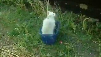 Мне на второй этаж! - смотреть видео (0:31)